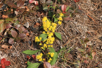 yellow flower forest 