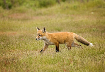 Naklejka na ściany i meble Young fox running through the fields on San Juan Island in Washington State. Island life calm, free, relaxing