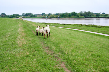 Emsdeich mit Schafen