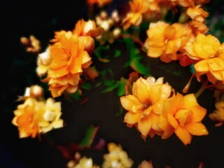 Flores amarelas num dia de chuva sob um fundo escuro e brilho de fantasia