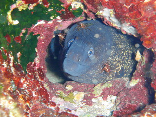 morena con sus gambitas