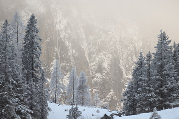 Winter mountain landscape. Snow covered trees in front of mountain backlit by beautiful golden light.