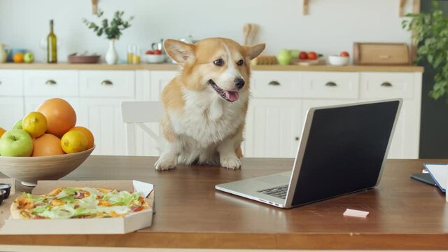 Portrait Of Cute Dog Sitting at the Table