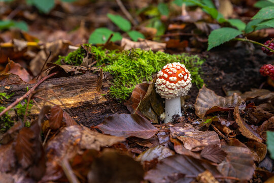 Amanita muscaria or fly agaric mushroom in the fall. On the Huys te Warmont estate in the South-Holland village of Warmond in the Netherlands.