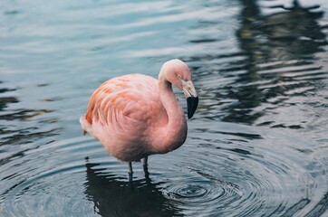 Flamingo