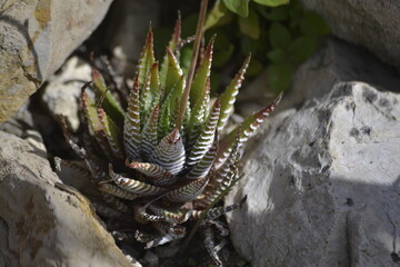 cactus in  stones