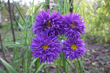 
four purple asters with yellow centers