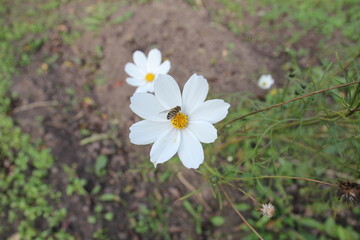 bee sitting on a white flower