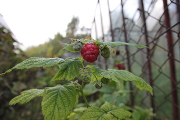 
red raspberry