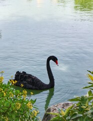 black swan 