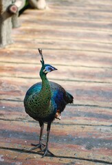 Peacock