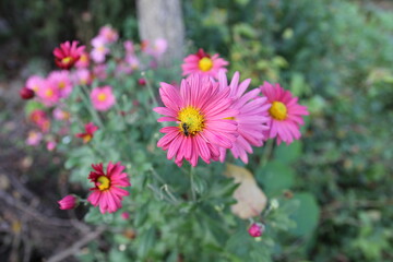 
a pink flower with a yellow center on which an insect sits
