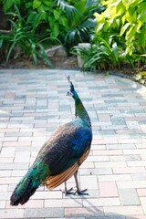 Peacock
