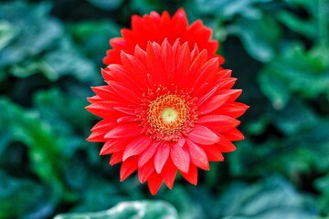 rainbow chrysanthemum