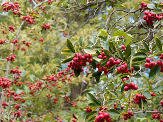 (Crataegus crus-galli) Aubépine ergot de coq ou aubépine de virginie à petits fruits ou cenelles...