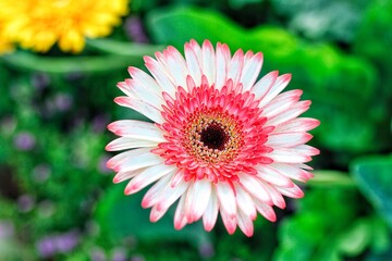 rainbow chrysanthemum