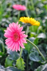 rainbow chrysanthemum