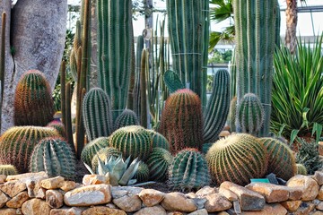 Cactus nature
