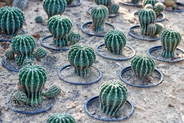 Cactus nature