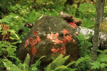 fall rock with red leaves