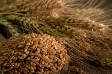 Wheat spike and wheat grains