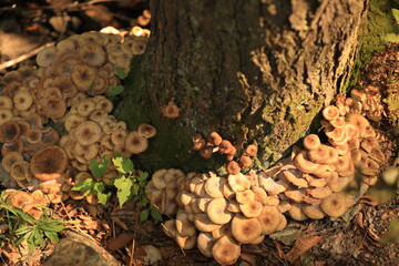 mushrooms on tree