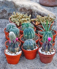 Cactus nature