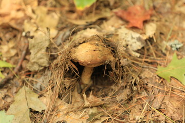 mushroom in the forest