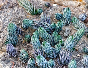 Cactus nature