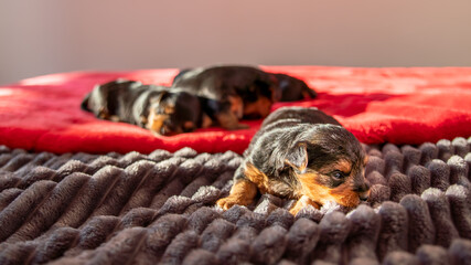 Small sibling of Yorkshire terrier puppy, black and red, on a red duvet, first moments of life	