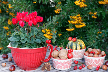 Fototapeta na wymiar Herbstdekoration mit Walnüssen, Haselnüssen und rotem Alpenveilchen