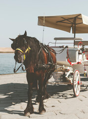 Brown horse harnessed white carriage. Touristic transfer. 

