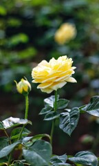 Rose in my garden