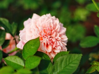 Rose in my garden