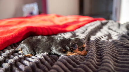Adorable puppy, Yorkshire terrier, black and fire sleeping on blankets, close-up