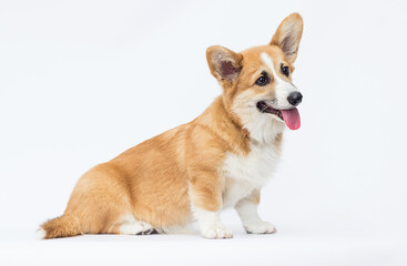 welsh corgi dog on white background