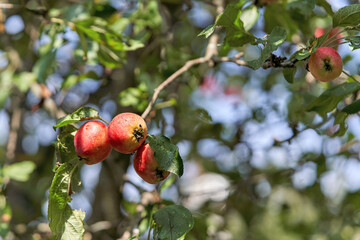 Red apples on a tree branch on a sunny day