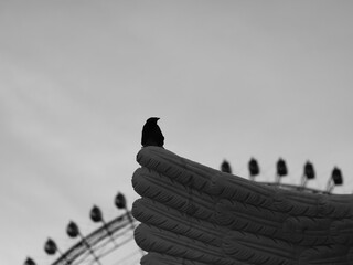 
lonely bird