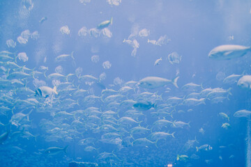 Oceanarium with fish and marine animals. Blue aquarium.
