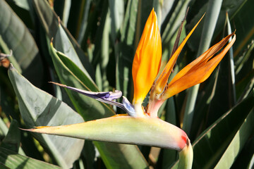 Close-up of a  beautiful blossom of a colorful strelitzia reginae (bird of paradise plant) in front of green leaves
