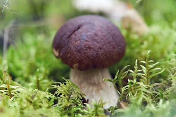 A large mushroom with a brown cap grown in green moss