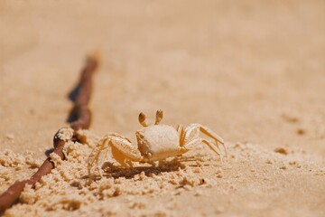 
Crab(Siri,Carangueijo) on the beach sand entering the burrow on blurred background and closeup