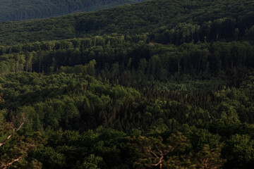 Fototapeta na wymiar aerial view of forest. panorama of the mountain forest