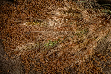 Wheat spike and wheat grains