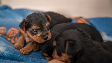 Litter of cute Yorkshire terrier puppies, black and tan, just a few weeks old, asleep on top of each other on a blue sheet	