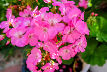 Blooming Phlox flower of rich pink color. High quality photo