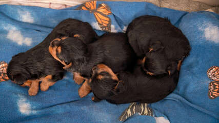 Young puppy, two weeks old, Yorkshire terrier, sleeping on his brother,
