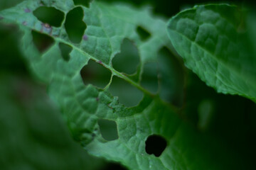 liść zielony  podziurawiony makro © Seance_Photo_Sylwia