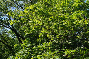 Fototapeta na wymiar forest green leaves summer landscape wood park environment