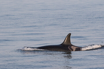 Orca whales jumping and moving through the salish sea, san juan island, whale watching tour